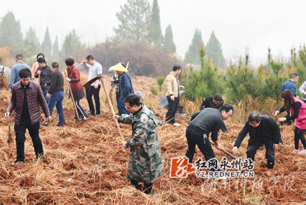 安博官网app老师们热火朝天地挥锄种金槐